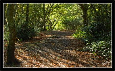 The Woodland Path.