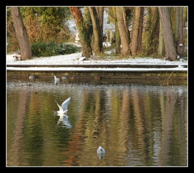 Winter Reflections