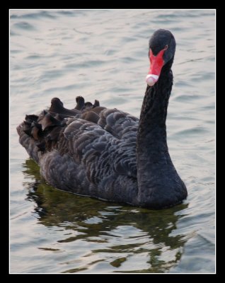 Black Swan.