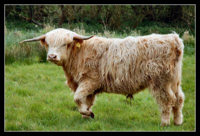 Highland Cattle the Bull
