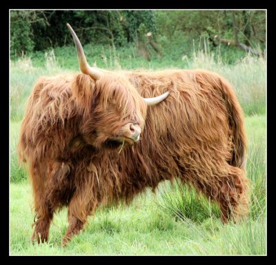 Highland Cattle the Cow.