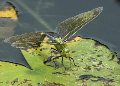 Dragon fly