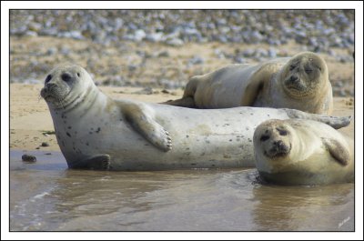Common or Harbour Seals  (phoca vitulina)