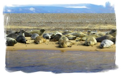 Common or Harbour Seals 3 (phoca vitulina)