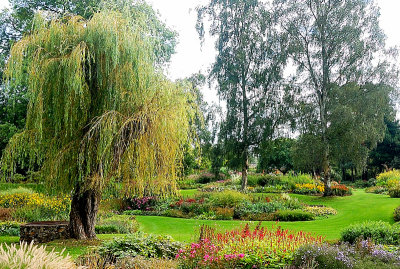The Willow