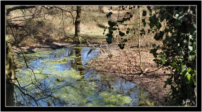 The Pond