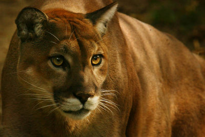 Puma  concolor