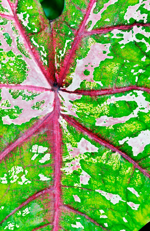 caladium leaf