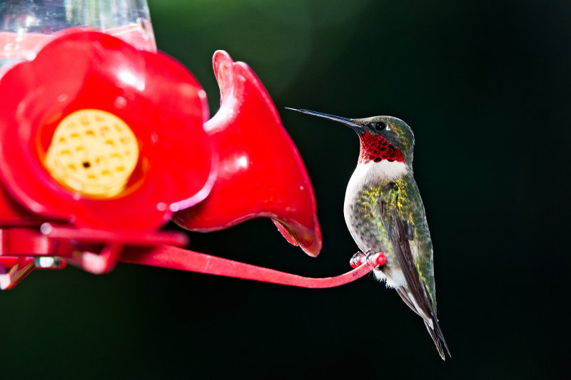 rubythroat hummingbird 78