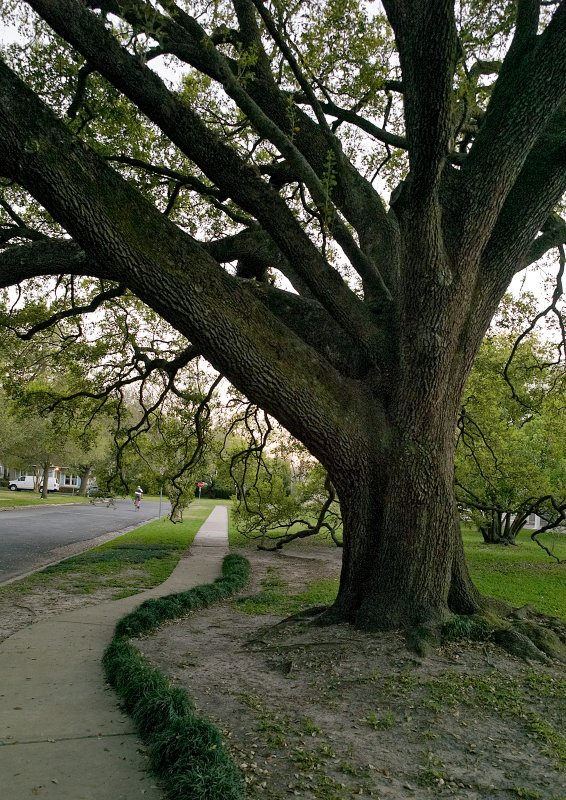 DeMenil Park Live Oak early spring 03