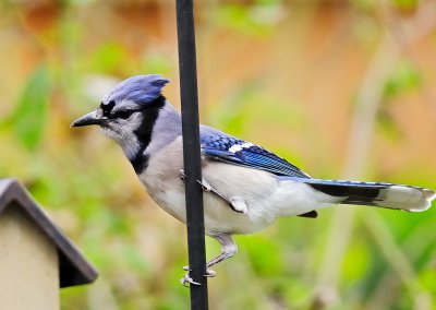 bluejay 14