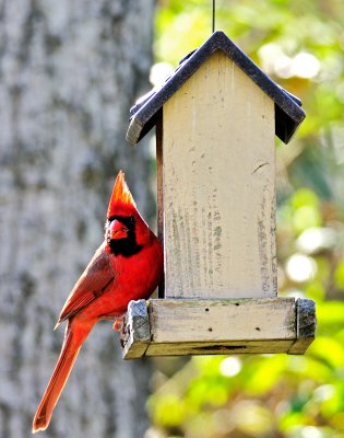 cardinal male 17
