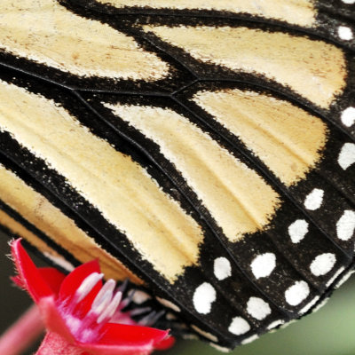 monarch butterfly 54 detail b