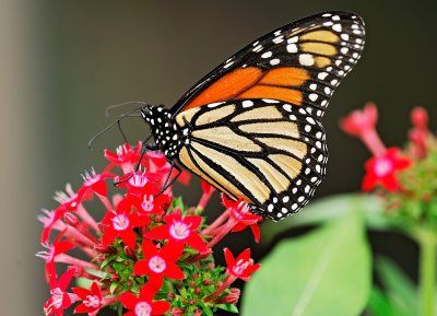 monarch butterfly 54