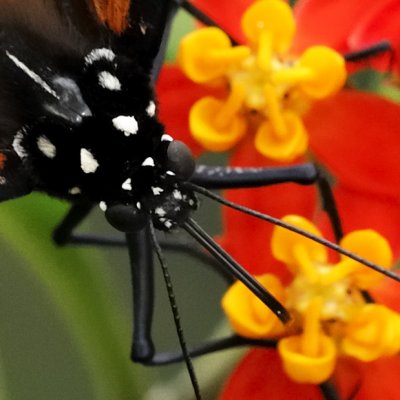 monarch butterfly 56 detail