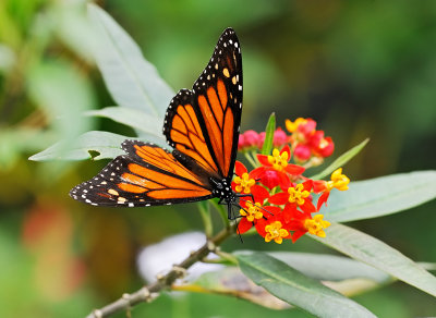 monarch butterfly 56