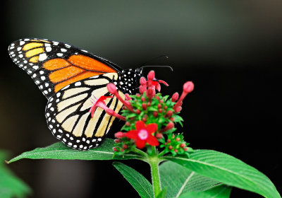 monarch butterfly 57