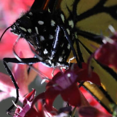 monarch butterfly 60 detail