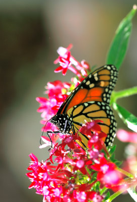 monarch butterfly 60