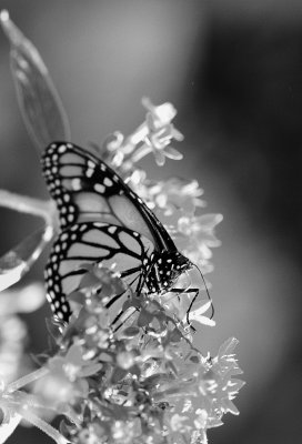 monarch butterfly 60 bw