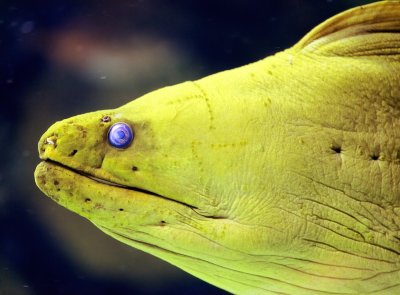 Yellow Moray eel aquarium