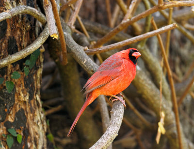 cardinal male 19