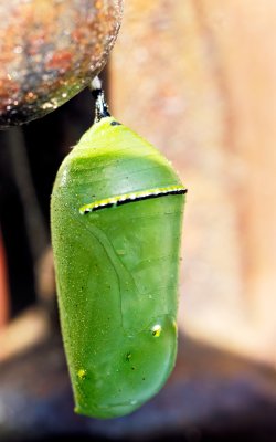 monarch chrysalis 01