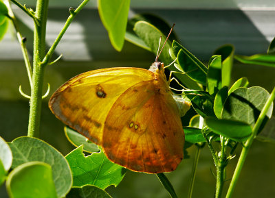 Orange-barred Sulphur 01