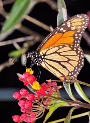 monarch butterfly 65
