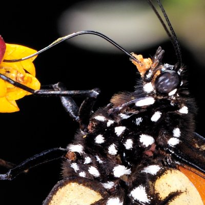 monarch butterfly 65 detail