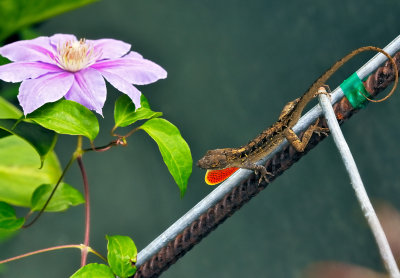 anole with clematis 02