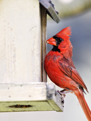 cardinal male at feeder 16
