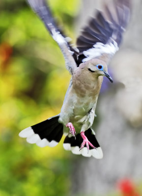 mourning dove coming in for a landing 