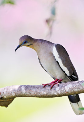 dove on tree branch