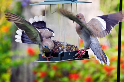 mourning doves on feeder