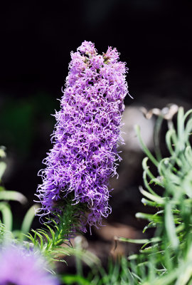 Liatris pycnostachya