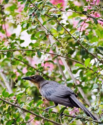 boat tail grackle in crape myrtle