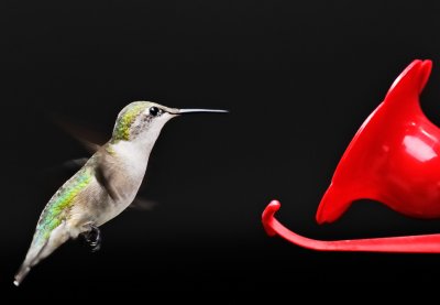 hummingbird 95