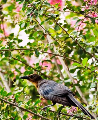 boat tail grackle female