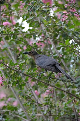 boat tail grackle 2 original file