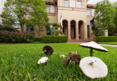 mushrooms after a rain