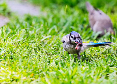 bluejay gets a worm 01