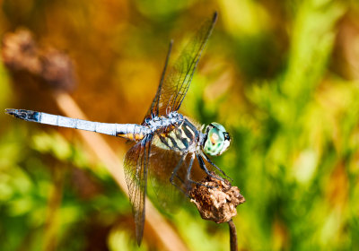 blue dasher dragonfly 01