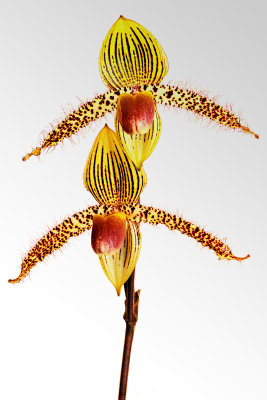 paph glaucianum x rothschildianum 02