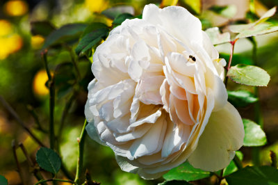 Damask rose Botzaris