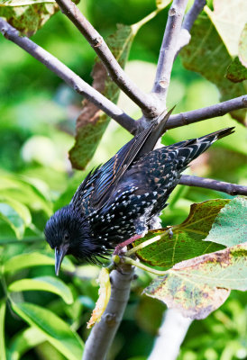 European Starling fig for supper 02