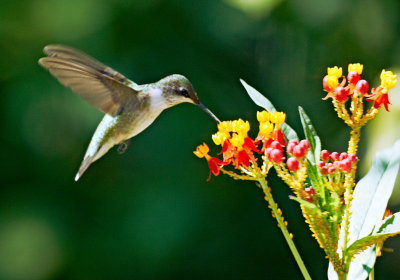 hummingbird feeding on lantana