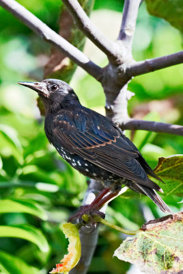 European Starling fig for supper 03