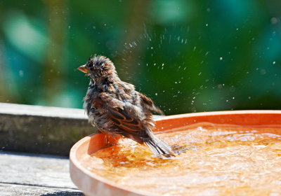 house sparrow bathing