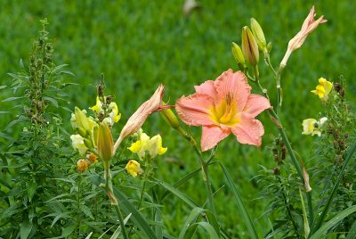 day lily orange pink 04